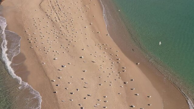 Seagulls resting on the beach on a sunny day (Epanomi - Greece)