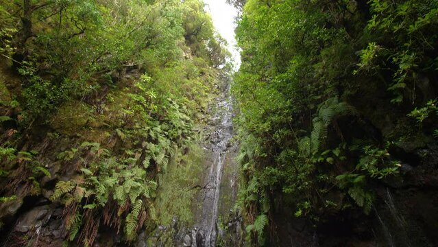 Madeira 25 Fontes Cascada da Risco pan move waterfall exotic tropical jungle