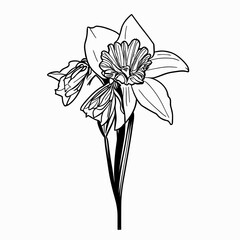 Botanic lineart with transparent background