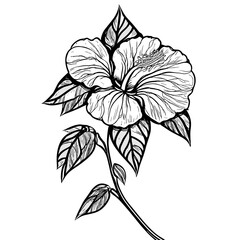 Botanic lineart with transparent background