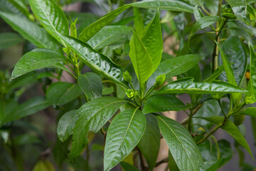 Close-up view of herbal leaves  Justicia adhatoda, commonly known in English as Malabar nut, adulsa, adhatoda, vasa, vasaka, is a medicinal plant native to Asia