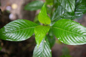 Close-up view of herbal leaves  Justicia adhatoda, commonly known in English as Malabar nut, adulsa, adhatoda, vasa, vasaka, is a medicinal plant native to Asia