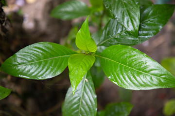 Close-up view of herbal leaves  Justicia adhatoda, commonly known in English as Malabar nut, adulsa, adhatoda, vasa, vasaka, is a medicinal plant native to Asia