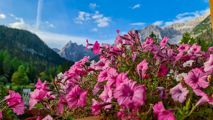 Pink petunia with scenic view of majestic rugged mountain peaks of Sexten Dolomites, Bolzano, South Tyrol, Italy, Europe. Hiking in panoramic Fischleintal near Moos, Italian Alps. Balcony luxury hotel - obrazy, fototapety, plakaty