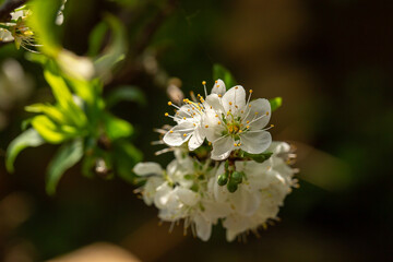 Close up of Write Plum flower blooming in spring. selective focus