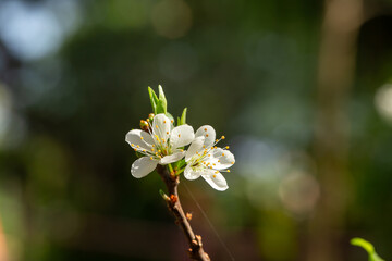 Close up of Write Plum flower blooming in spring. selective focus