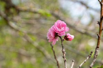 Close up of Pink Plum flower blooming in spring. selective focus