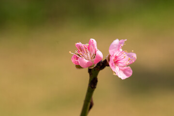 Close up of Pink Plum flower blooming in spring. selective focus