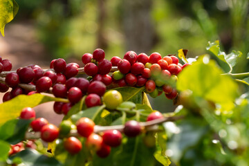 Ripe red coffee berries adorn the branches of a vibrant coffee tree in a lush garden nature