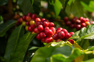 Ripe red coffee berries adorn the branches of a vibrant coffee tree in a lush garden nature