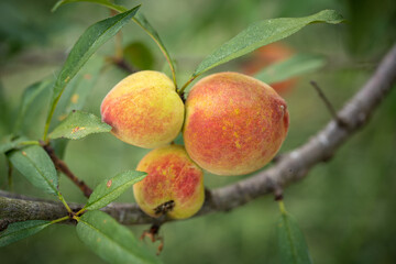 Fresh organic peaches  hanging on a tree branch in a fresh and bountiful orchard, surrounded by green leaves and the vibrant colors of nature