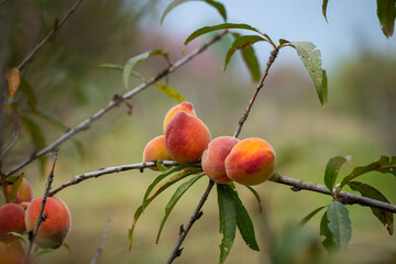 Fresh organic peaches  hanging on a tree branch in a fresh and bountiful orchard, surrounded by...