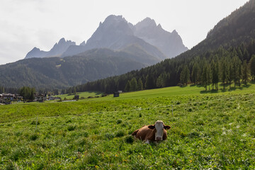 Cows grazing on alpine meadow with scenic view of majestic mountain peaks of Sexten Dolomites,...