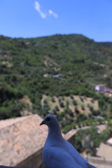 pigeon on the rock