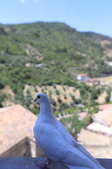 pigeon on the rock
