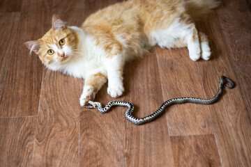 A ginger domestic cat caught a snake and is playing with it on the floor at home. Protectors of a...