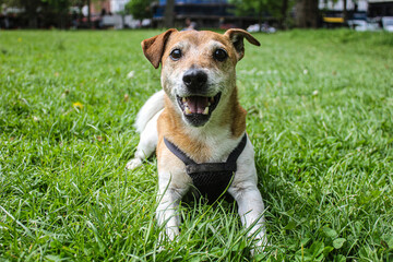 dog sitting sitting in grass on a sunny day in the park
