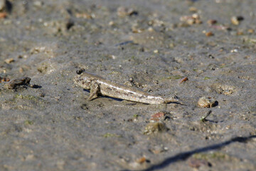 Mudskipper lying on a sand river bank