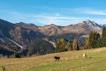 Herd of wild horses grazing on alpine meadow with scenic view of Carnic Alps, Friuli Venezia Giulia, Italy. Looking at majestic Monte Tiarfinin in Sauris di Sopra, Italian Alps. Serene atmosphere