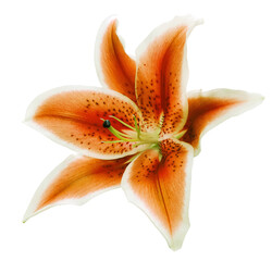 Lily  flower  on  isolated background with clipping path.  Closeup. For design. View from above....