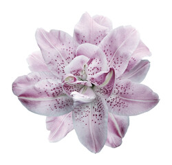 Lily   flower  on  isolated background with clipping path.  Closeup. For design. View from above. ...