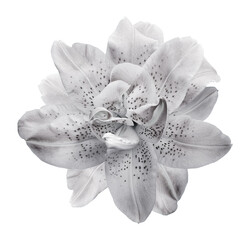 Lily flower  on  isolated background with clipping path.  Closeup. For design. View from above....