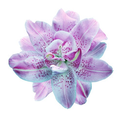 Lily  flower  on  isolated background .  Closeup. For design. View from above. Transparent...
