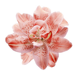 Lilia flower  on white isolated background with clipping path.  Closeup. For design. View from...