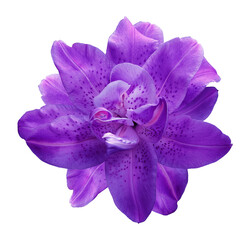 Lily  flower  on  isolated background with clipping path.  Closeup. For design. View from above. ...