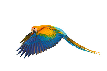 Beautiful flying Camelot Macaw isolated on transparent background png file