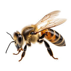 Bee on transparent background