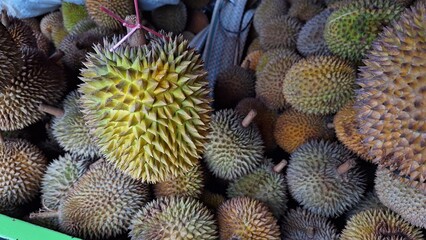 Fresh cream durians harvested, hung and stacked for sale in the market.