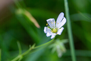 White flower