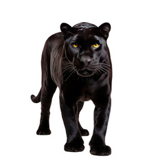 Naklejka na ściany i meble Black panther on transparent background