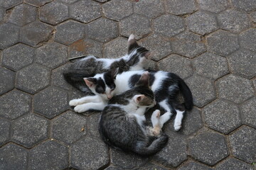 シアヌークビルの猫　カンボジア