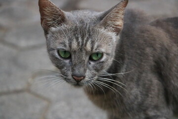 シアヌークビルの猫　カンボジア