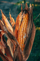 Corn ear with fungal disease, agriculture and farming