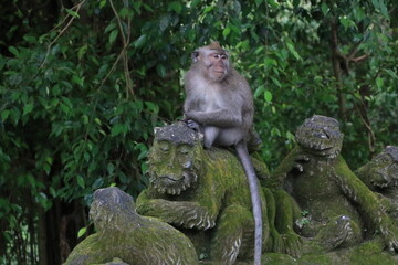 モンキーフォレスト・ウブド　インドネシア　バリ島　