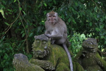 モンキーフォレスト・ウブド　インドネシア　バリ島
