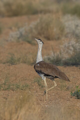 Great Indian Bustard Photographed At Desert National Park India 