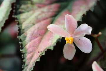 ガーデンズバイザベイ　シンガポール