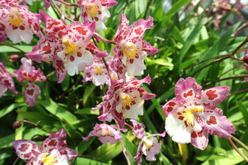 ガーデンズバイザベイ　シンガポール