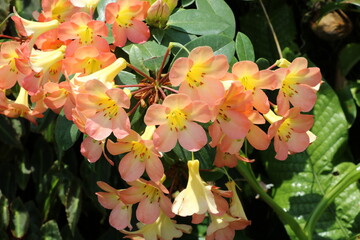 ベゴニア　ガーデンズバイザベイ　シンガポール