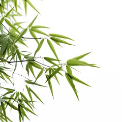 Green bamboo isolated on white background