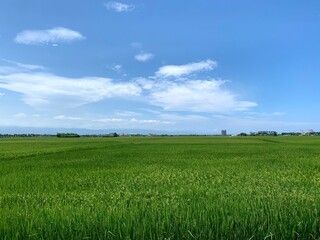 green field, grass and blue sky