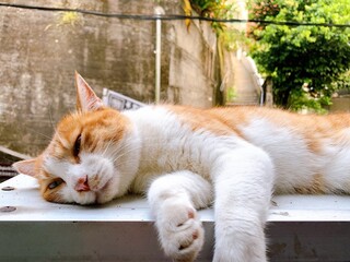 cat sleeping on the fence
