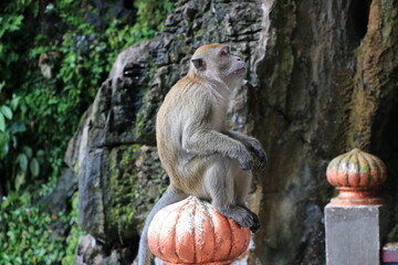 バトゥ洞窟　マレーシア　クアラルンプール