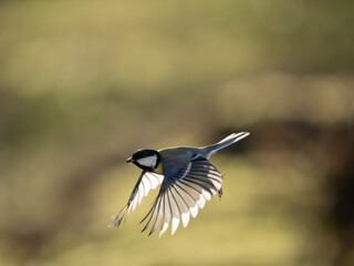 Kohlmeise (Parus major)