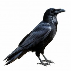 Black raven. Bird isolated on white