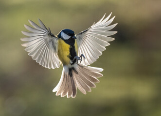 Kohlmeise (Parus major)